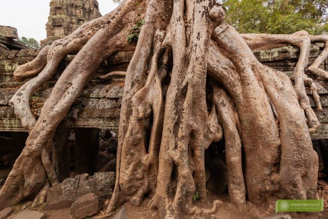 Siem Reap Angkor Wat i inne świątynie w Angkor w Kambodży